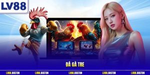 Đá Gà Tre LV88 – Sảnh Đấu Trực Tiếp Kịch Tính, Tỷ Lệ Cao