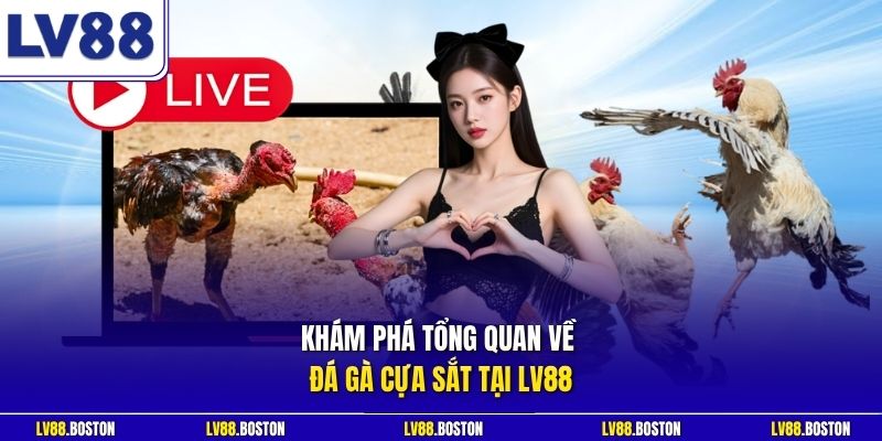 Khám phá tổng quan về đá gà cựa sắt tại LV88